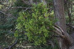 Four-petaled Peraxilla (Peraxilla tetrapetala)