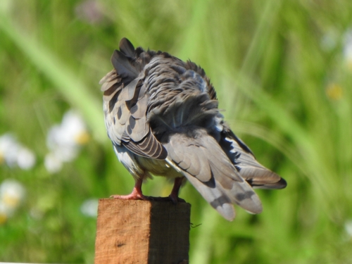 Eared Dove (Zenaida auriculata), photo 7