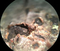 Barbatosphaeria barbirostris