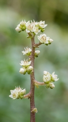 Sedastrum