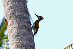 Chrysocolaptes festivus