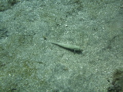 Gnatholepis thompsoni