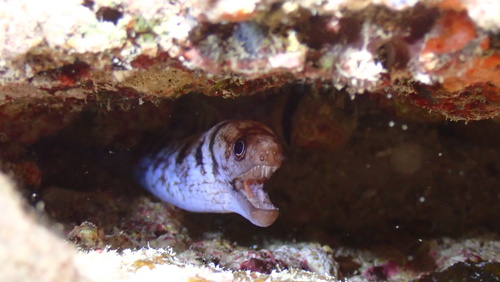 Gymnothorax gracilicauda observed 2026-01-17