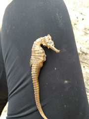 Hippocampus ingens