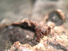 Barbatosphaeria barbirostris
