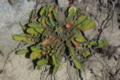 Sonchus novae-zelandiae