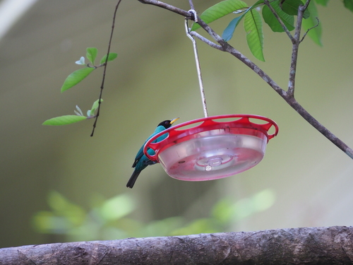 Green Honeycreeper (Chlorophanes spiza), photo 1