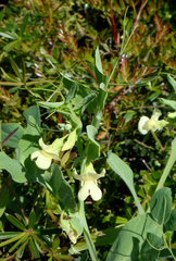 Lathyrus ochrus