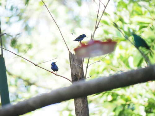 Red-legged Honeycreeper (Cyanerpes cyaneus), photo 4