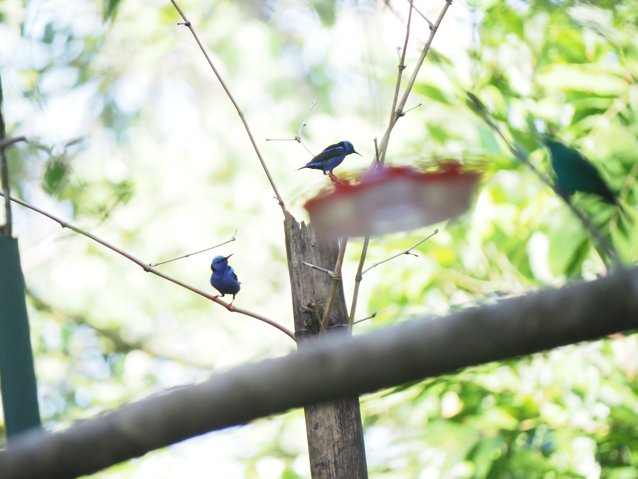 Red-legged Honeycreeper (Cyanerpes cyaneus), photo 2