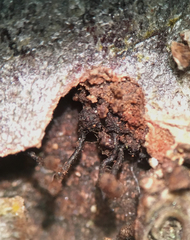 Barbatosphaeria barbirostris