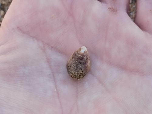 Pilosabia trigona observed 2026-01-18