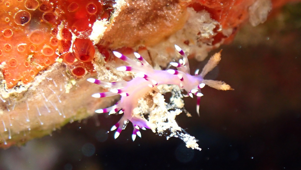 Desirable Flabellina