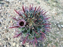 Ferocactus recurvus