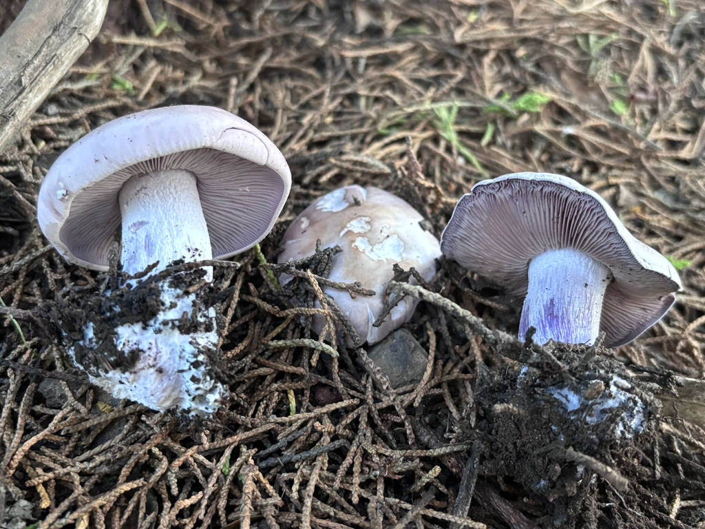 Clitocybe violaceifolia · January 2026 · photo: © reago (iNaturalist, cc-by)