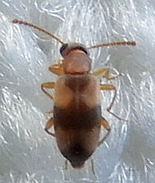 Ariotus quercicola