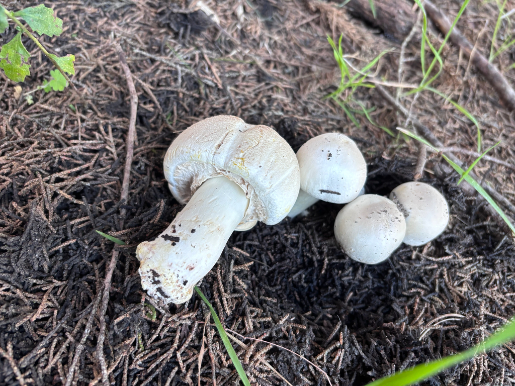 Agaricus xanthodermus · January 2026 · photo: © reago (iNaturalist, cc-by)