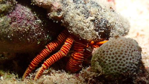 Ciliopagurus strigatus, 2026-01-17
