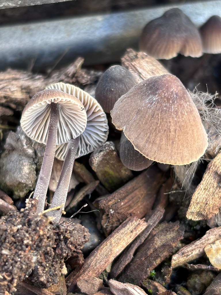 Mycena leptocephala · January 2026 · photo: © reago (iNaturalist, cc-by)
