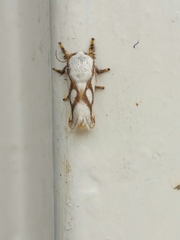 Parapluda invitabilis