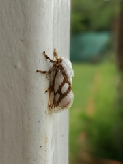 Parapluda invitabilis