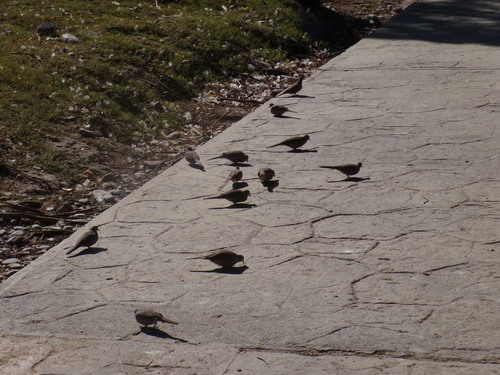 Inca Dove (Columbina inca), photo 9