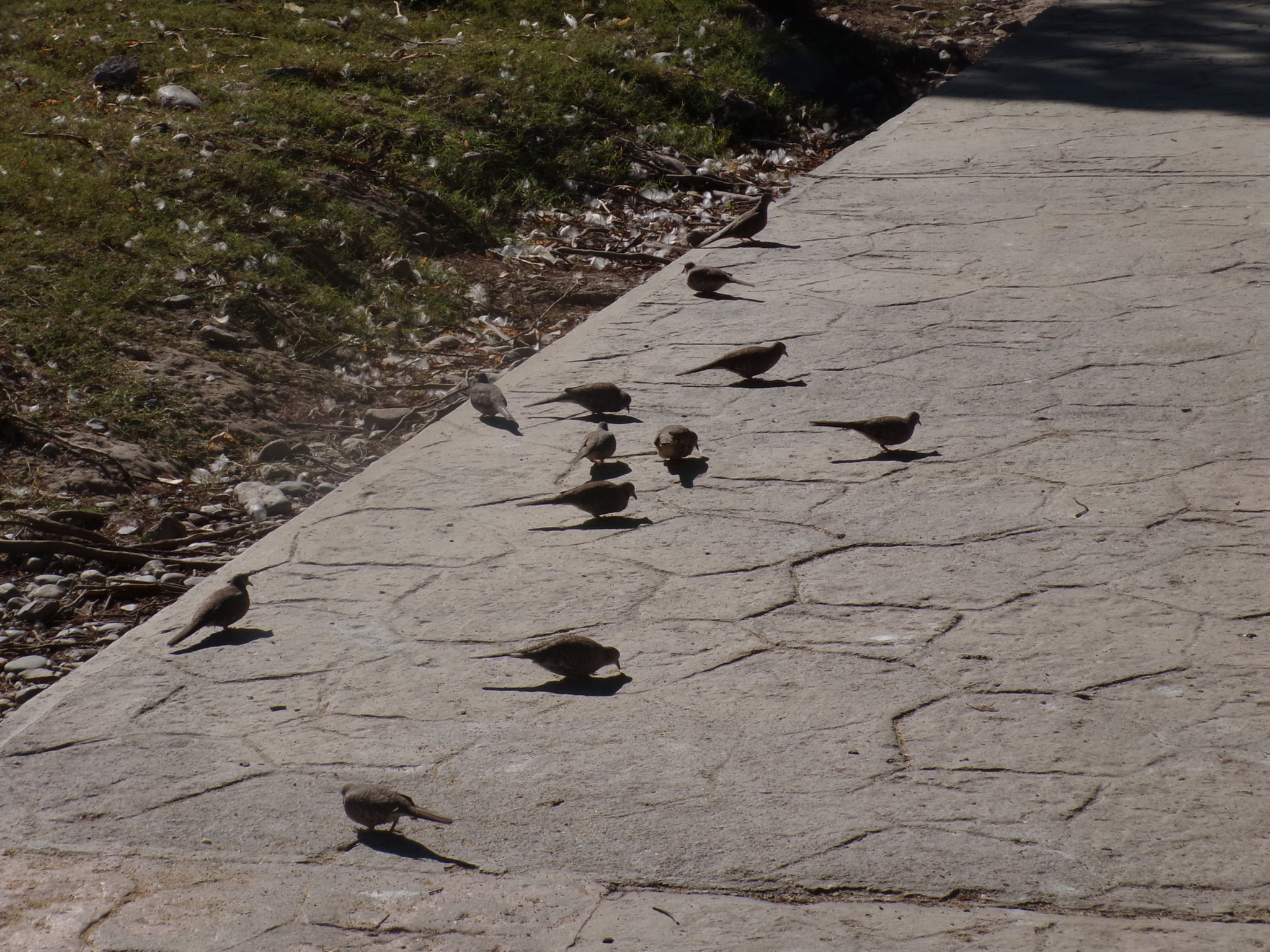 Inca Dove (Columbina inca), photo 9