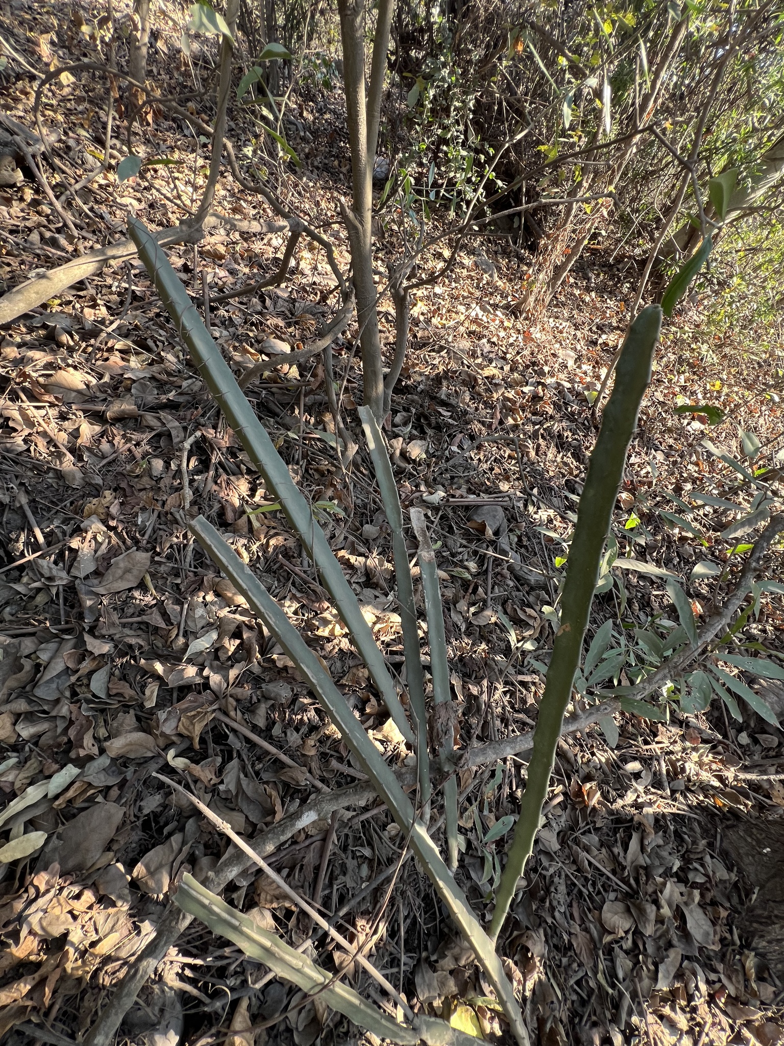 Acanthocereus castellae