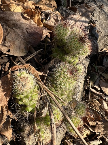 Benecke Fishhook Cactus (Mammillaria beneckei)