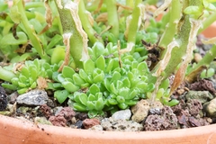 Sedastrum