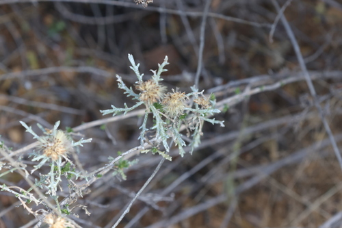 burroweed (Isocoma tenuisecta)