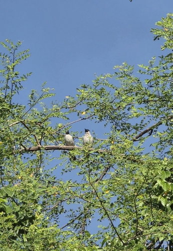 Pycnonotus aurigaster