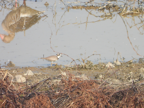 Long-billed Plover