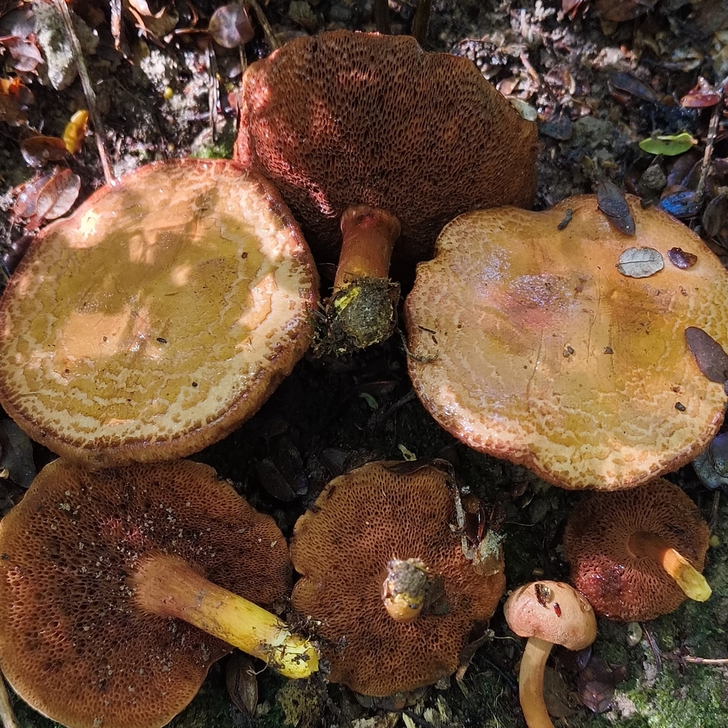 Chalciporus piperatus · January 2026 · photo: © zedt (iNaturalist, cc-by)