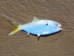 Brazilian Menhaden photo 1