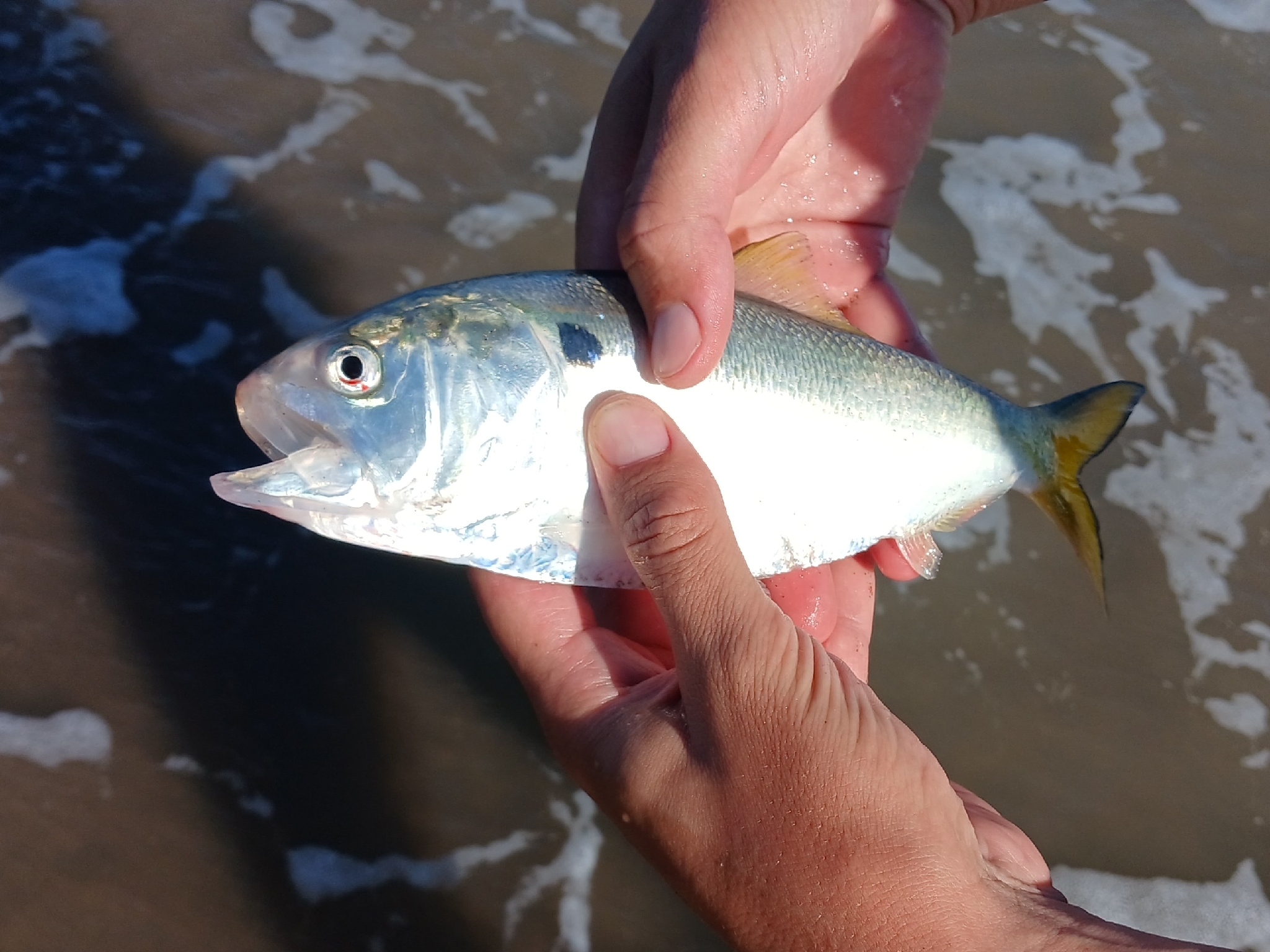 Brazilian Menhaden photo 7