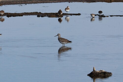 Lesser Yellowlegs (Tringa flavipes), photo 5