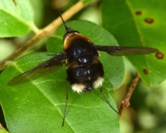 Bombylius varius