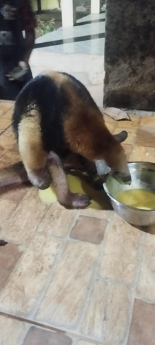 Southern Tamandua