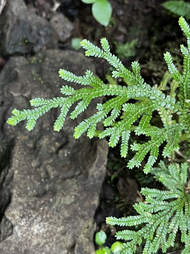 Selaginella arbuscula observed 2026-01-18