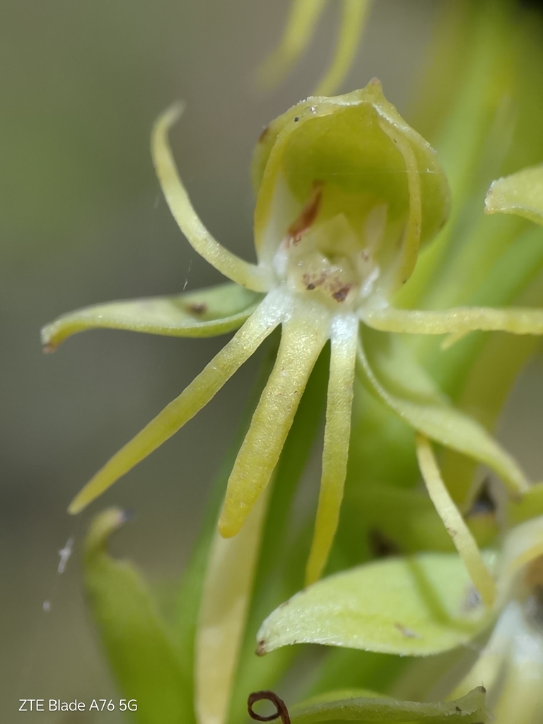 Habenaria aranifera