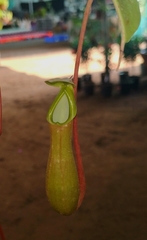 Nepenthes alata × ventricosa