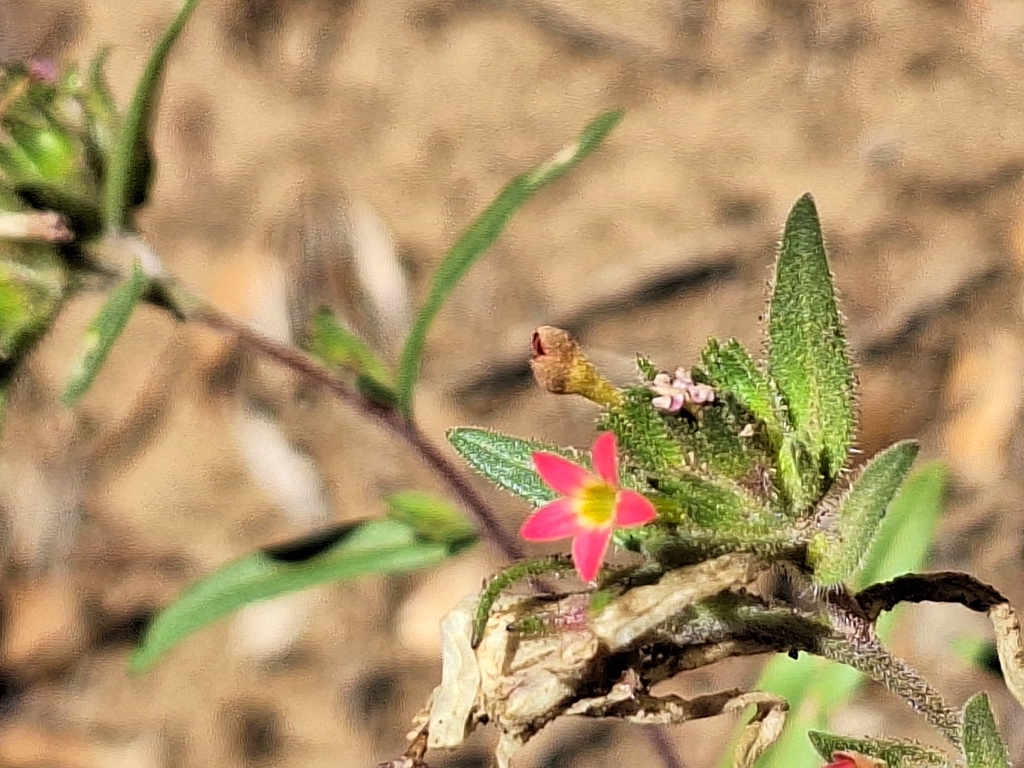 Collomia biflora; photograph (c) Rocío Esmeralda Pose, some rights reserved (CC BY)