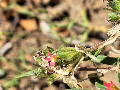 Collomia biflora, photograph 3