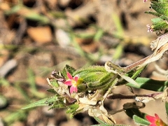 (c) Rocío Esmeralda Pose, some rights reserved (CC BY) Collomia biflora, photograph (c) Rocío Esmeralda Pose, some rights reserved (CC BY)