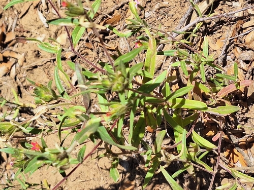 Collomia biflora, photograph 4