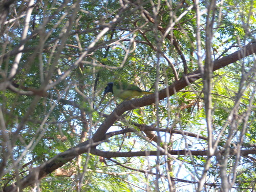 Green Jay (Cyanocorax yncas), photo 4
