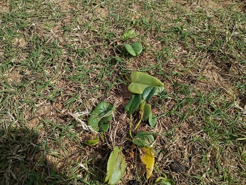 Ipomoea imperati observed 2026-01-18