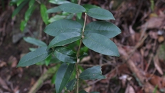 Chionanthus foveolatus