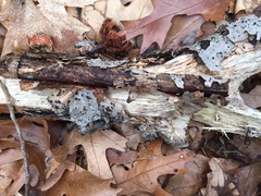 Pseudolachnea hispidula